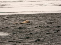 IMG 0455c  Polar Bear (Ursus maritimus)