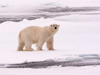 IMG 0479c  Polar Bear (Ursus maritimus)