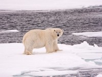 IMG 0486c  Polar Bear (Ursus maritimus)