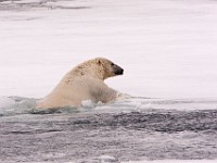 IMG 0490c  Polar Bear (Ursus maritimus)