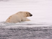 IMG 0493c  Polar Bear (Ursus maritimus)