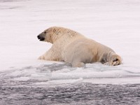 IMG 0494c  Polar Bear (Ursus maritimus)