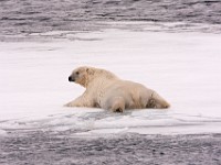 IMG 0495c  Polar Bear (Ursus maritimus)