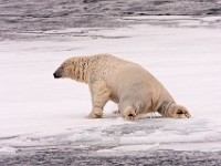 IMG 0496c  Polar Bear (Ursus maritimus)