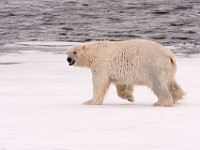 IMG 0498c  Polar Bear (Ursus maritimus)