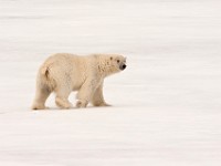 IMG 0512c  Polar Bear (Ursus maritimus)