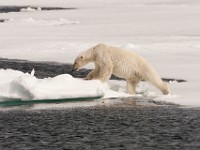 IMG 0525c  Polar Bear (Ursus maritimus)