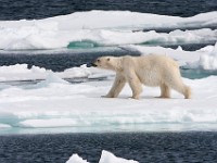 IMG 0527c  Polar Bear (Ursus maritimus)