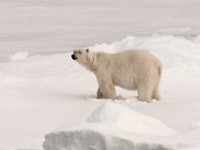 IMG 0534c  Polar Bear (Ursus maritimus)