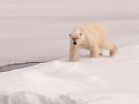 IMG 0537c  Polar Bear (Ursus maritimus)