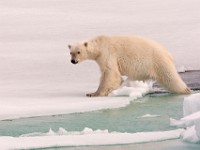 IMG 0541c  Polar Bear (Ursus maritimus)