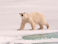 IMG 0542c  Polar Bear (Ursus maritimus)