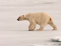 IMG 0543c  Polar Bear (Ursus maritimus)