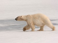 IMG 0549c  Polar Bear (Ursus maritimus)