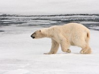 IMG 0553c  Polar Bear (Ursus maritimus)