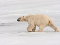 IMG 0555c  Polar Bear (Ursus maritimus)