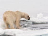 IMG 0564c  Polar Bear (Ursus maritimus)