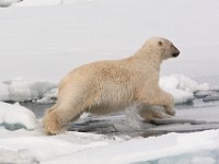 IMG 0565c  Polar Bear (Ursus maritimus)