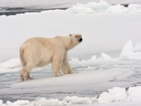 IMG 0568c  Polar Bear (Ursus maritimus)