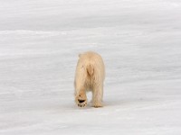 IMG 0571c  Polar Bear (Ursus maritimus)