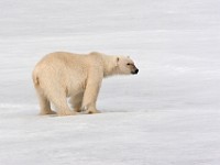 IMG 0576c  Polar Bear (Ursus maritimus)