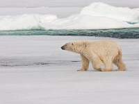 IMG 0583c  Polar Bear (Ursus maritimus)