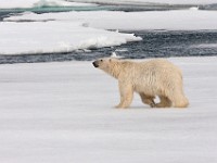 IMG 0584c  Polar Bear (Ursus maritimus)