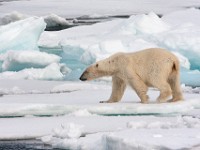 IMG 0594c  Polar Bear (Ursus maritimus)