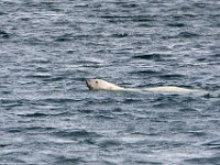 IMG 0607c  Polar Bear (Ursus maritimus)