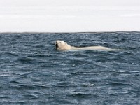 IMG 0610c  Polar Bear (Ursus maritimus)