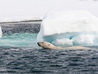 IMG 0614c  Polar Bear (Ursus maritimus)