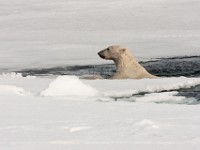 IMG 0619c  Polar Bear (Ursus maritimus)