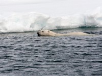 IMG 0620c  Polar Bear (Ursus maritimus)