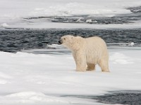 IMG 0631c  Polar Bear (Ursus maritimus)