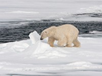 IMG 0632c  Polar Bear (Ursus maritimus)