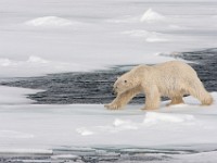 IMG 0633c  Polar Bear (Ursus maritimus)