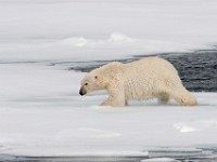 IMG 0634c  Polar Bear (Ursus maritimus)