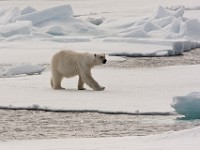 IMG 0642c  Polar Bear (Ursus maritimus)