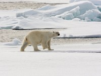 IMG 0644c  Polar Bear (Ursus maritimus)