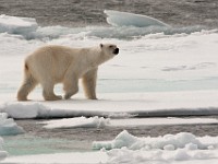 IMG 0649c  Polar Bear (Ursus maritimus)