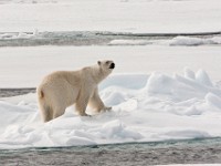 IMG 0656c  Polar Bear (Ursus maritimus)