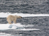 IMG 0664c  Polar Bear (Ursus maritimus)