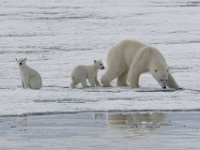 IMG 1252c  female with first year cubs