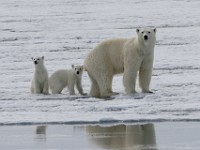 IMG 1256c  female with first year cubs