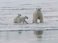 IMG 1257c  female with first year cubs