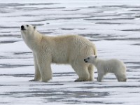 IMG 1269c  female with first year cub