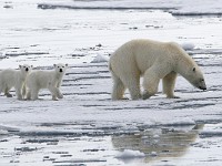 IMG 1277c  female with first year cubs