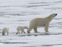 IMG 1285c  female with first year cubs