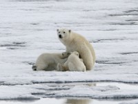 IMG 1300c  female nursing first year cubs