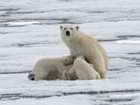 IMG 1304c  female nursing first year cubs